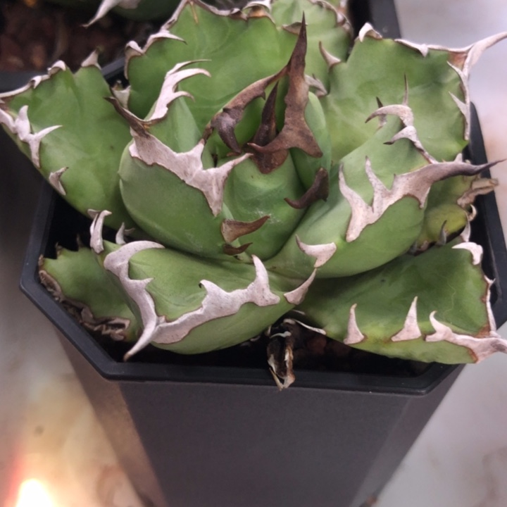 风***透姬仁王冠龙舌兰一物一拍