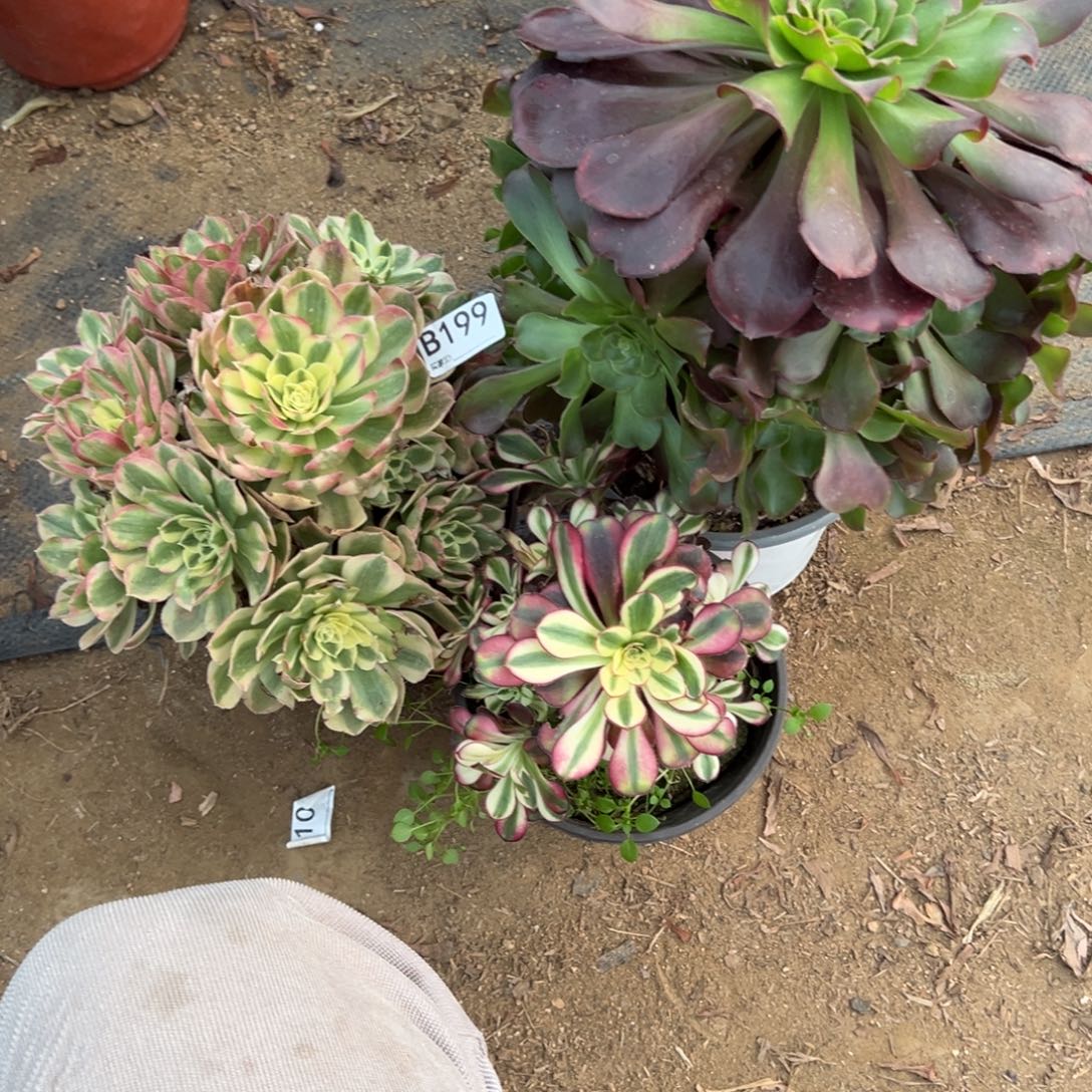 人***想199三颗组合多肉植物法师