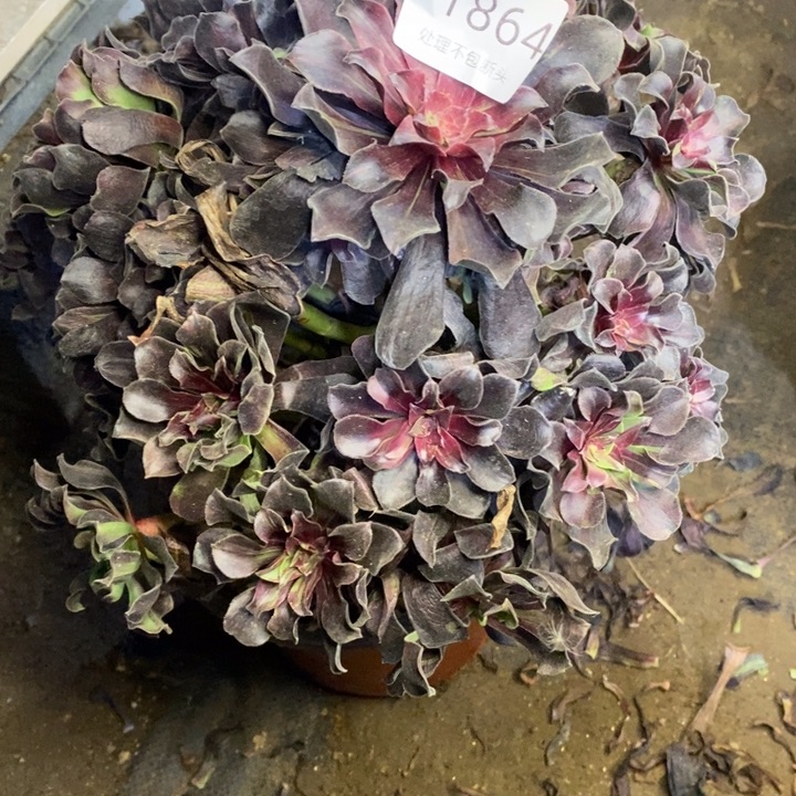 云***轻欧诺拉多肉断头不包1864