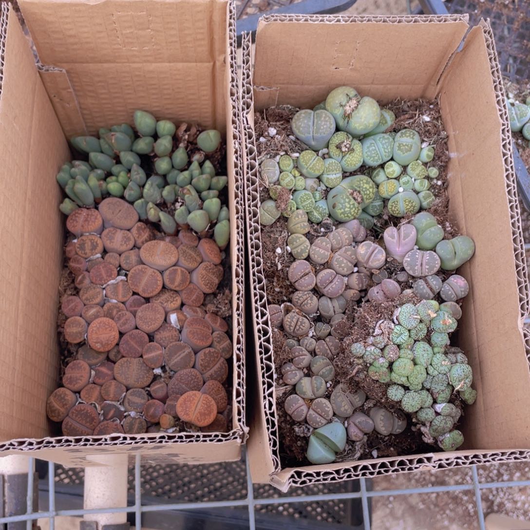 一箱拼箱888888888