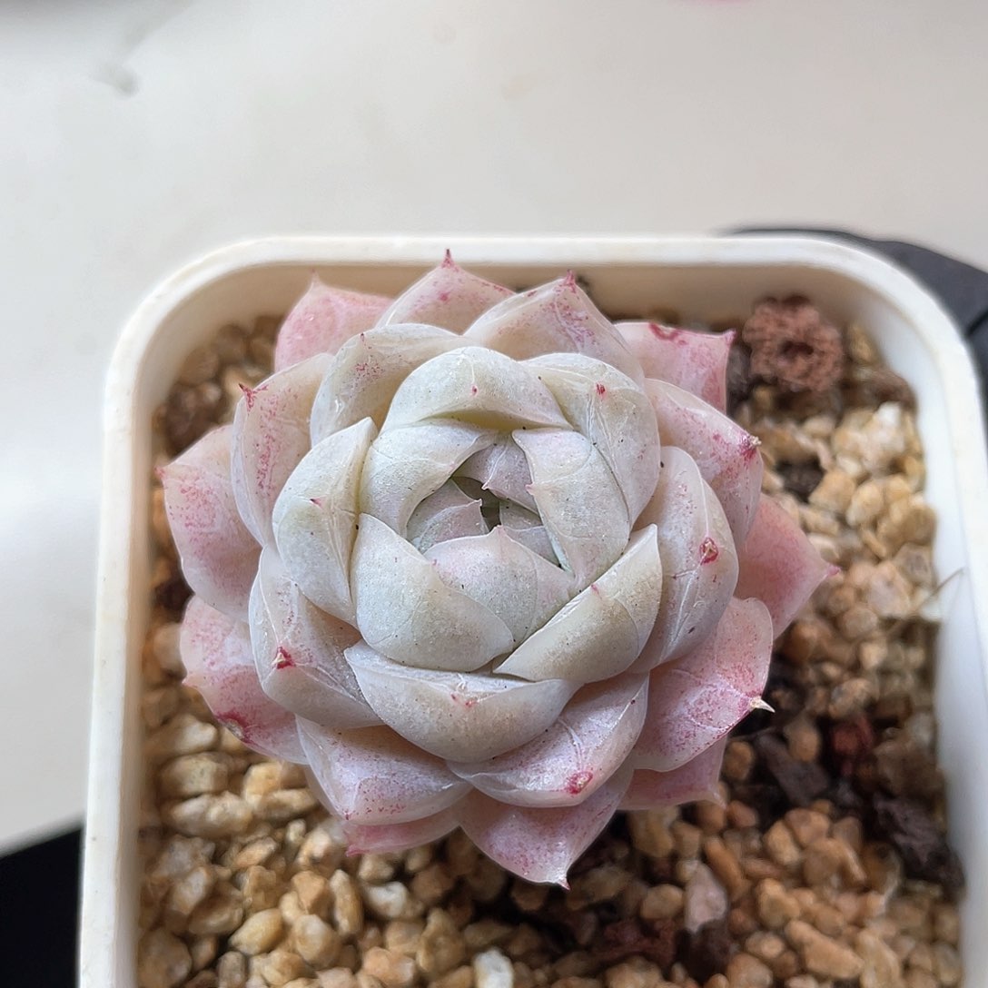 优选77号女王9151