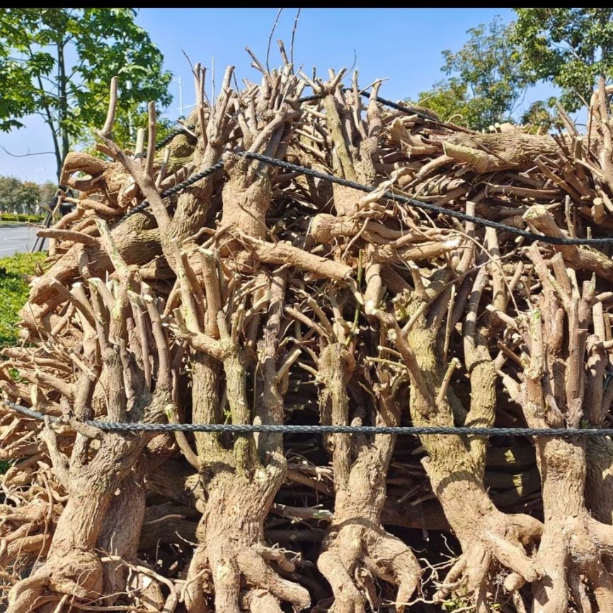 三角梅老桩坨坨桩盆景桩（一物一拍所见即所得）