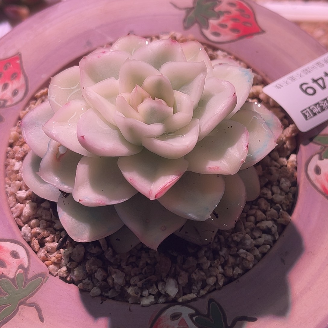 L***a尚品园艺雪鸢锦8449