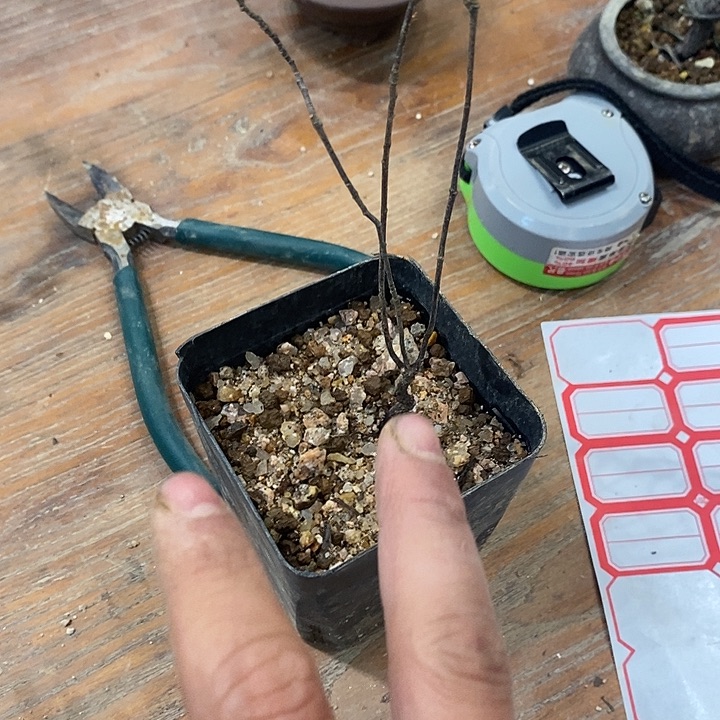 商***运完全开放海岛春花111
