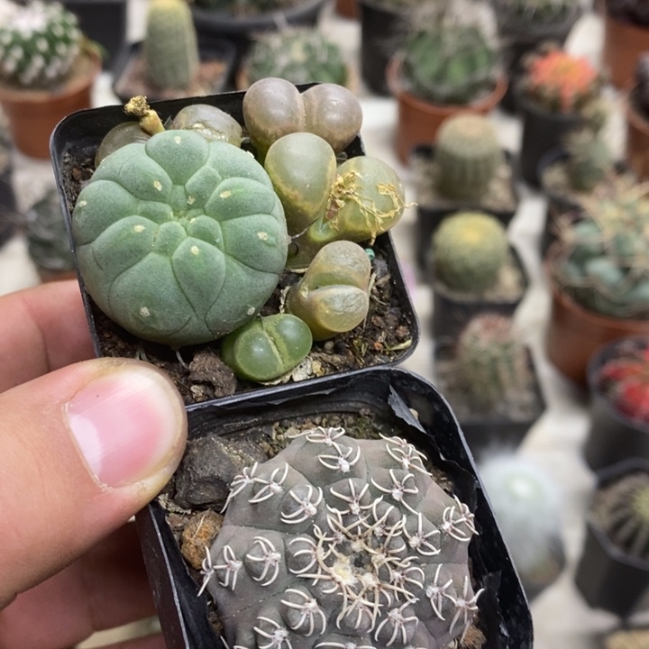 瑞昌玉奇仙玉2颗特价