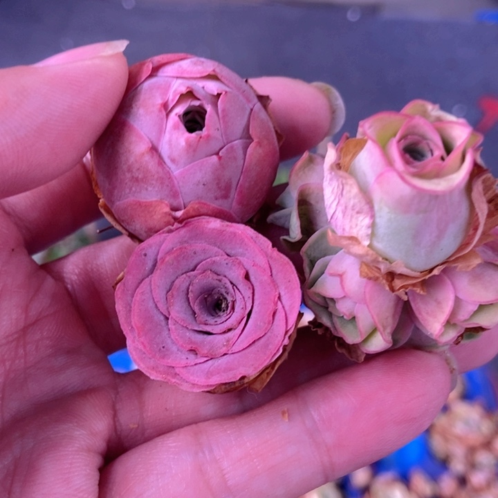 新手套餐山地玫瑰