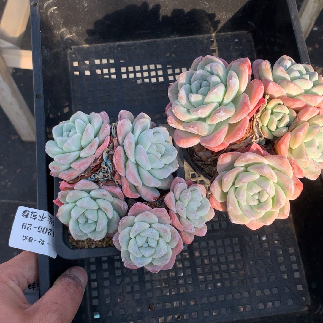 可***x1205-29 套餐一组