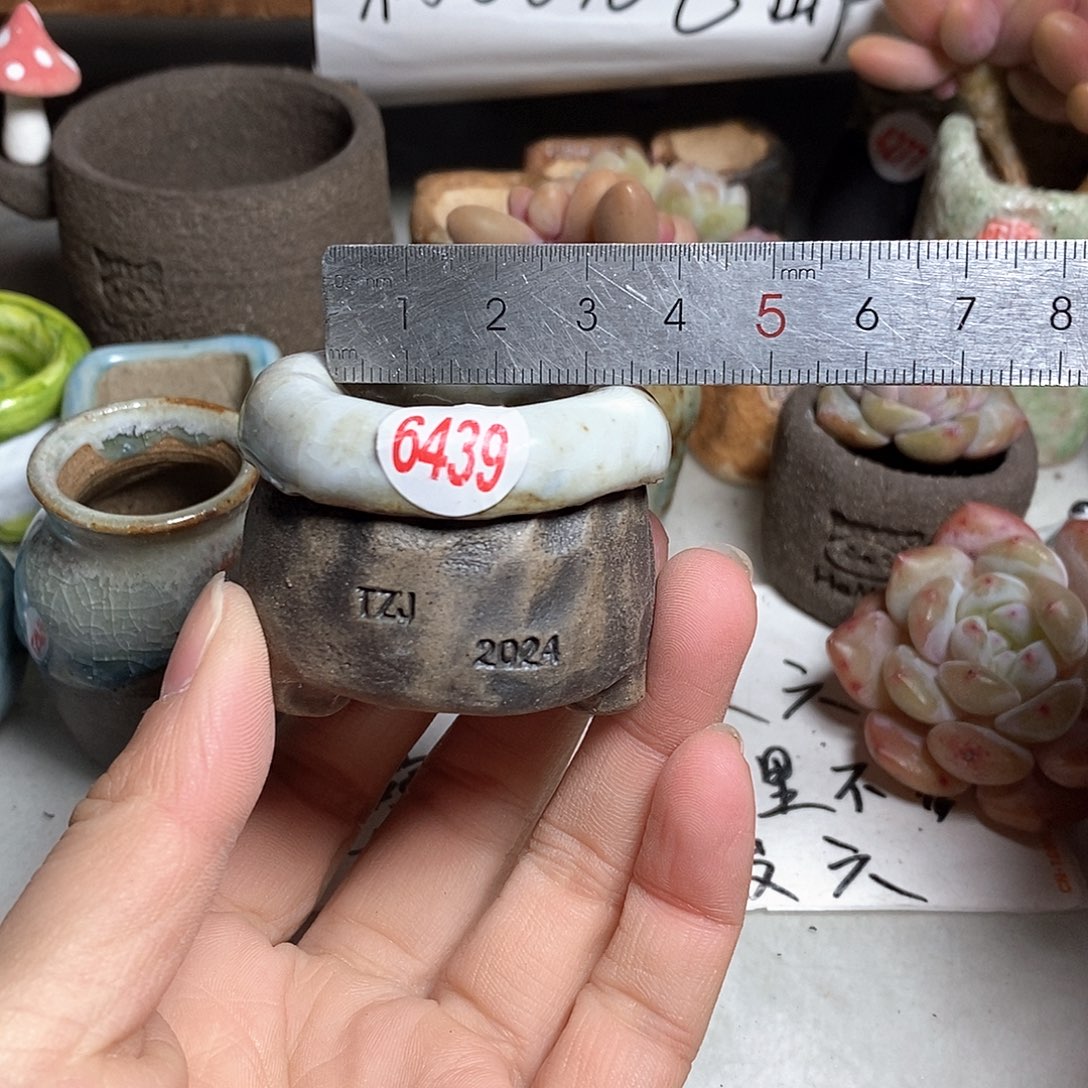 红陶拍5送一个小