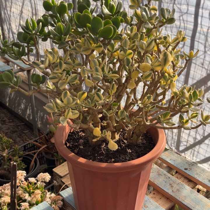 好***到2963三色花月锦半土球发