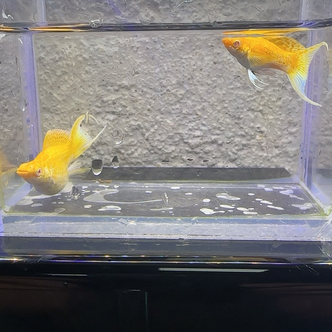 黑玛丽鱼黄金粉钻。76号