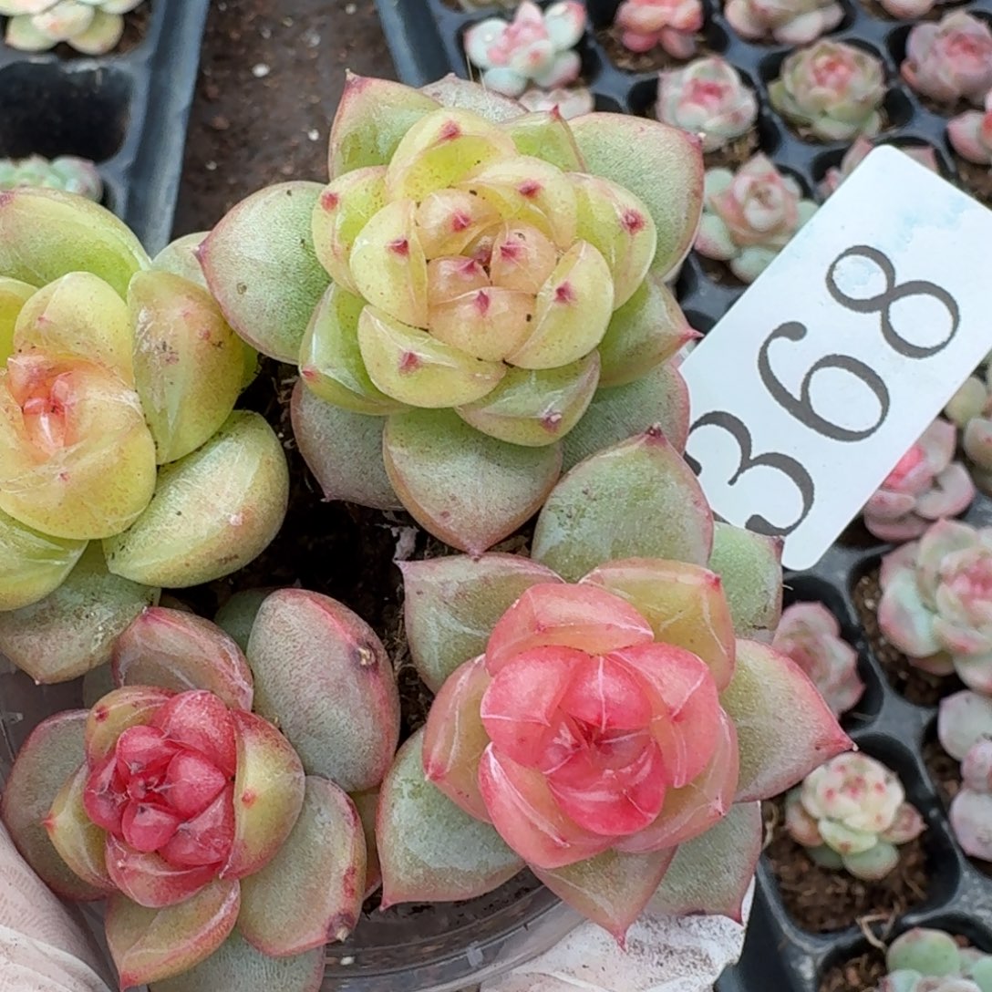 K***觉多肉植物多肉植物368