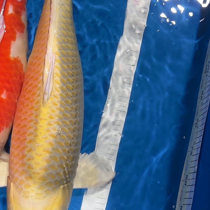 海水鱼赤目芒果黄金