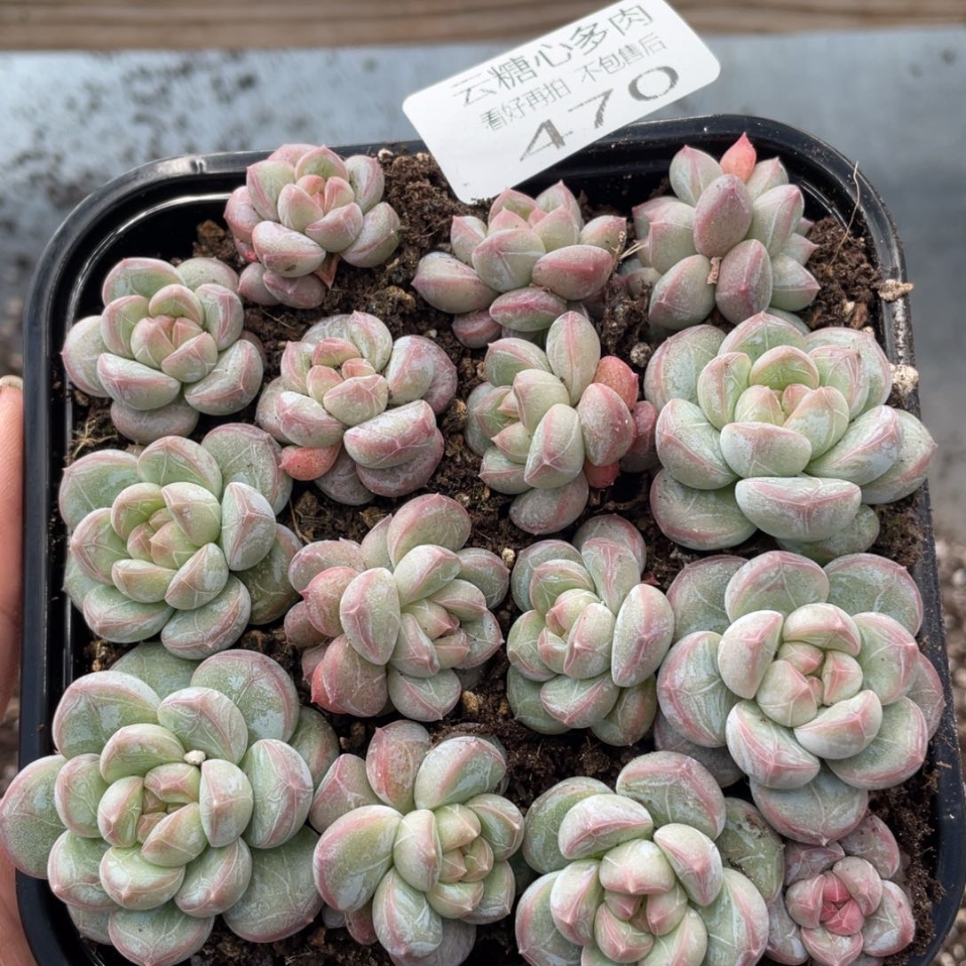 云糖心多肉植物470