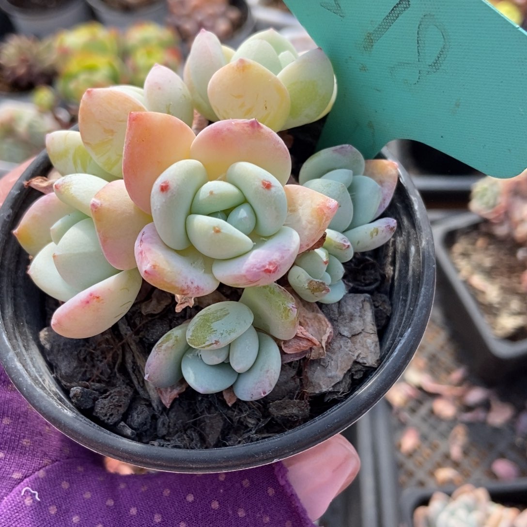 518冷香多肉植物