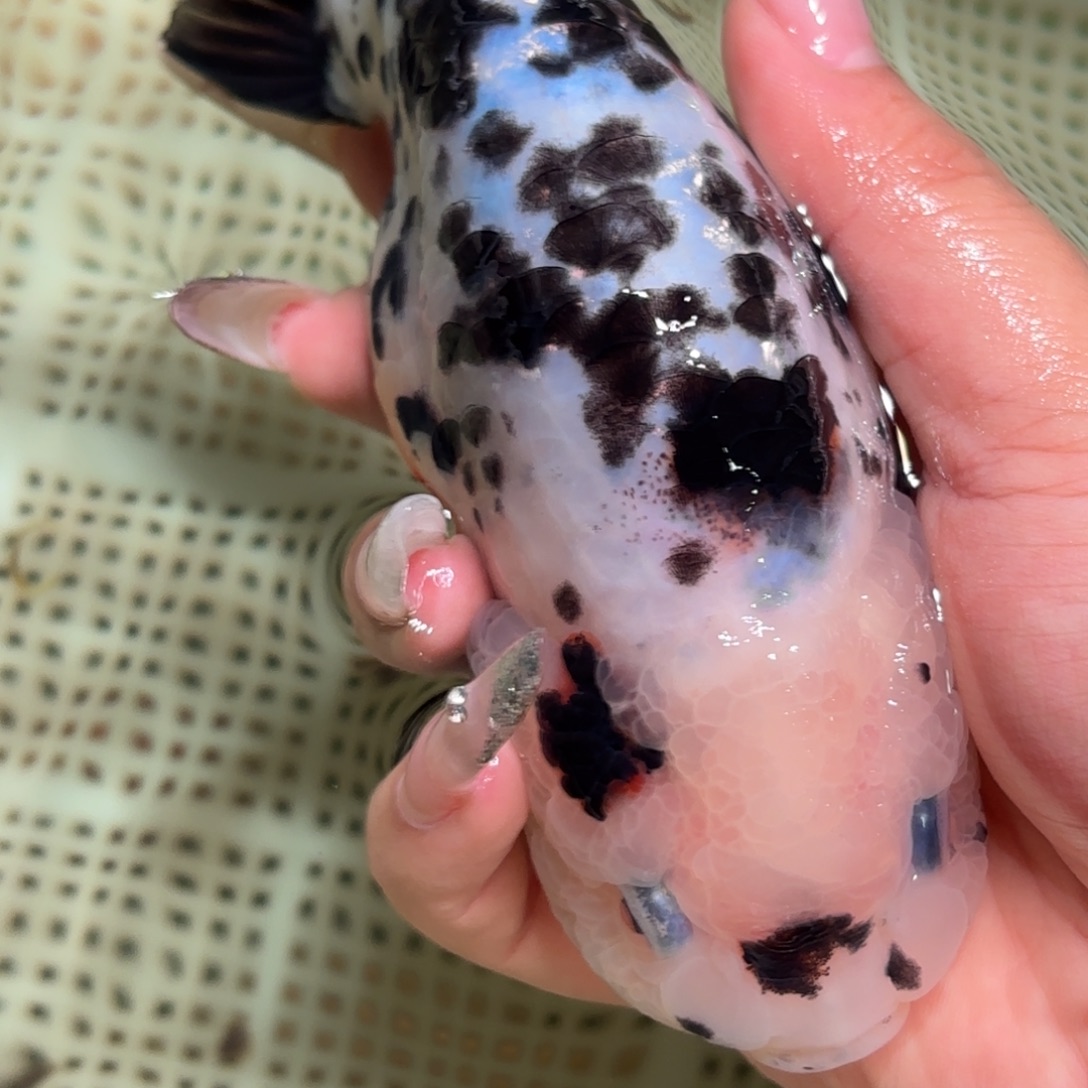 狒***、金鱼拍包装包邮，不拍包装运费到付