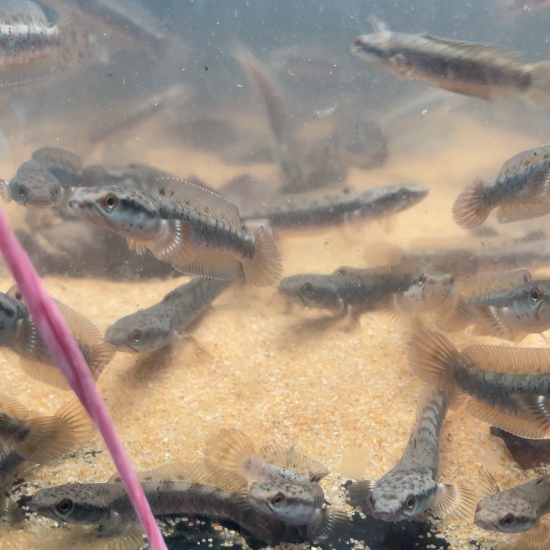 雷龙鱼幻红精选的