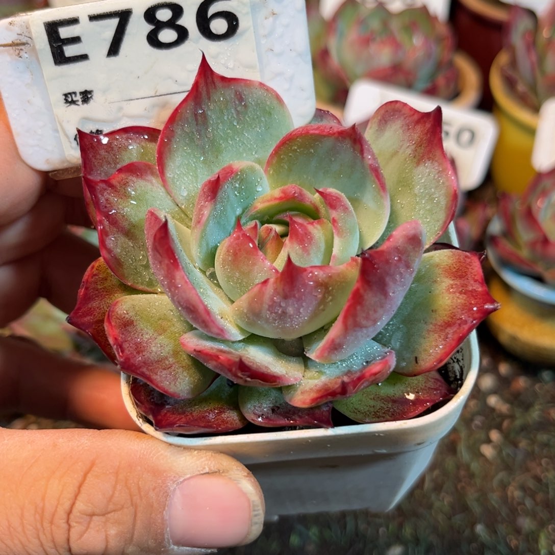 惊鸿一瞥786岁小