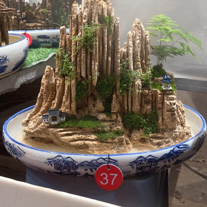 当前无花朵，栽培后可花朵张**窗