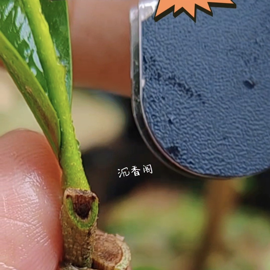 正宗虎斑树心油，老叶带斑纹