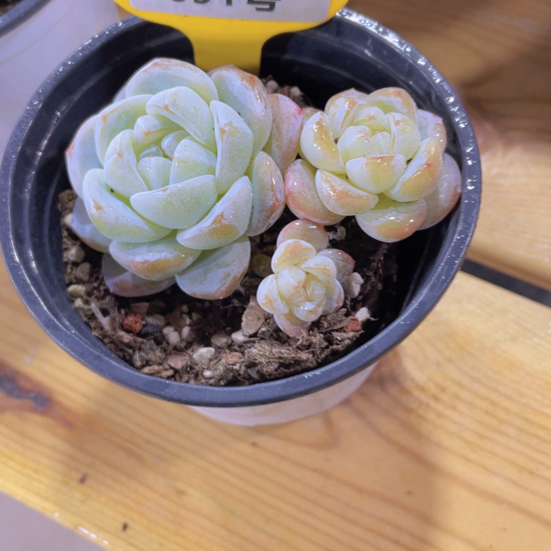 691号 糖心珍妮冰玉一颗