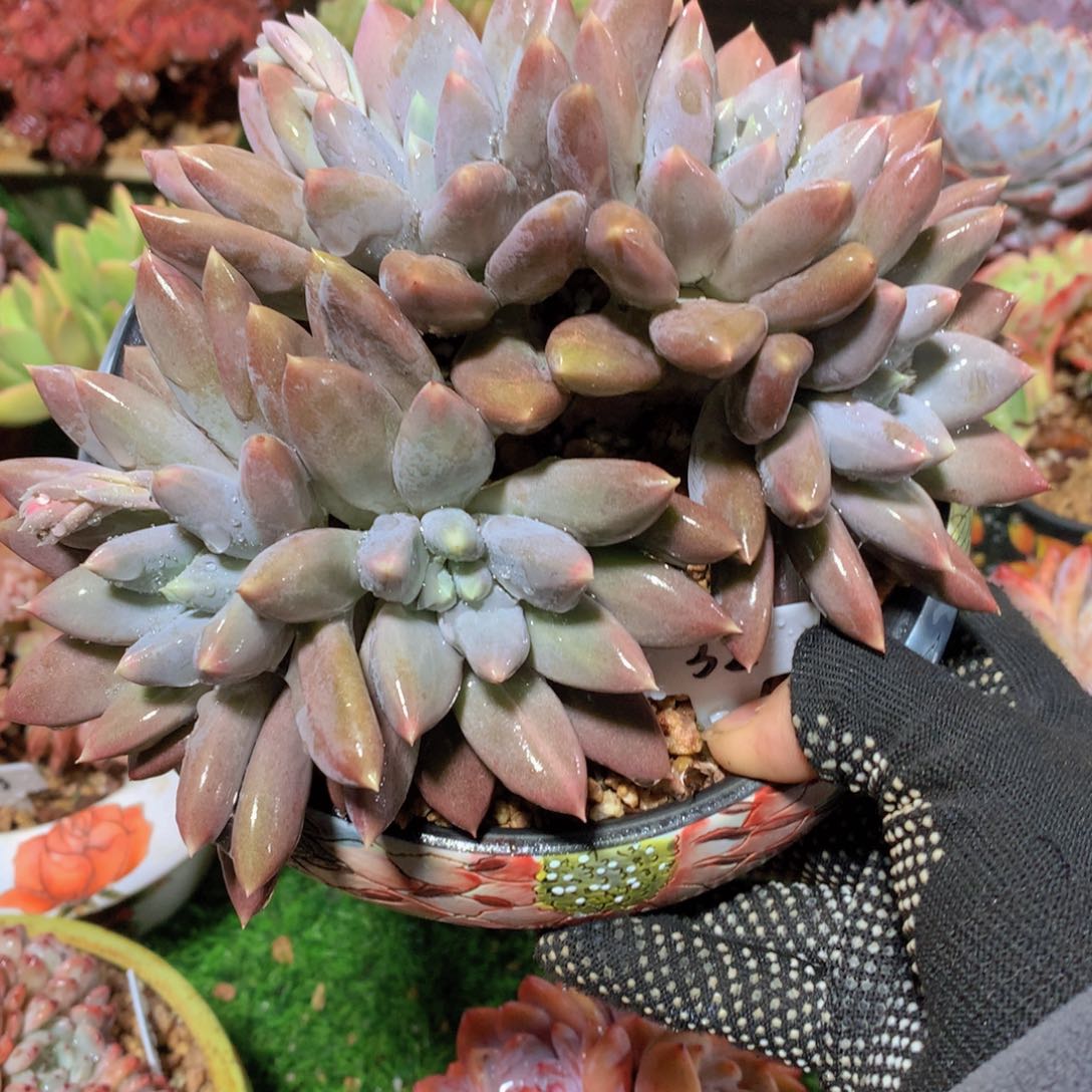 ?***”彩体哥特萝莉15 公分一物一拍