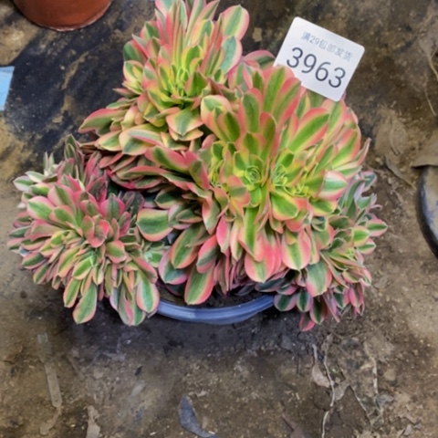 香妃多肉植物3963