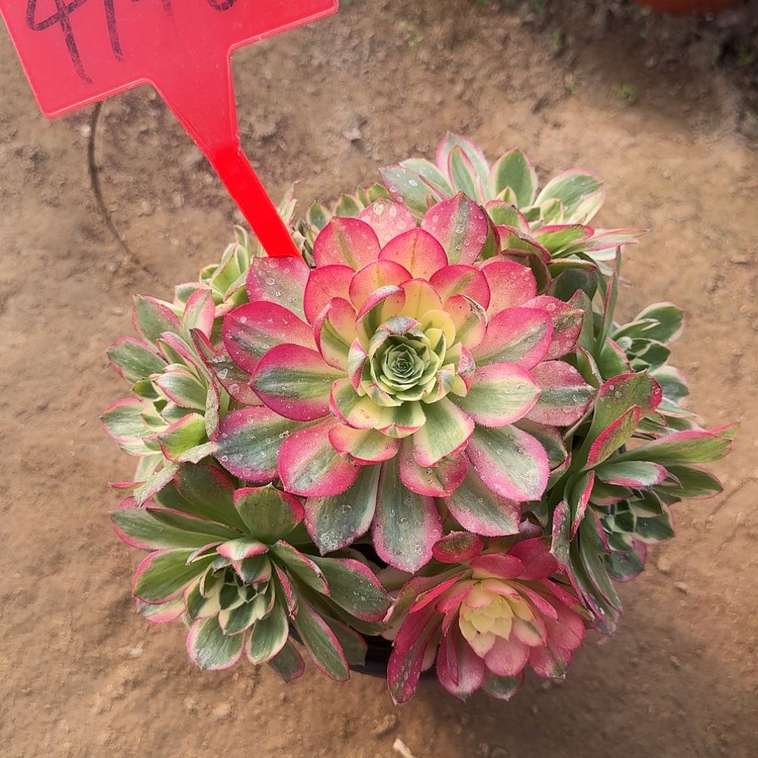 4146海仙多肉法师