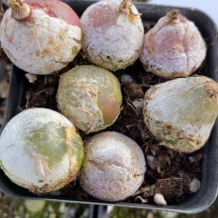 1623一组大灯泡有伤