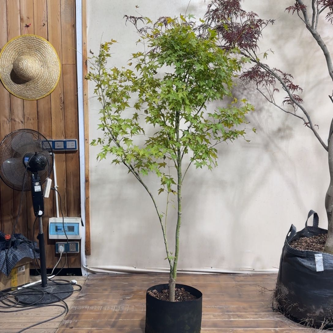 无花朵青柳直播间一物一拍