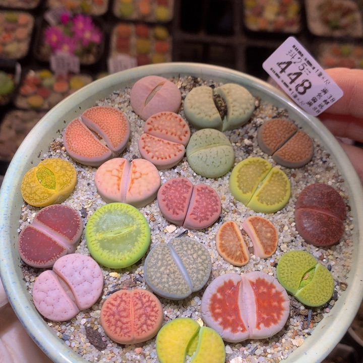 精品生石花25.448