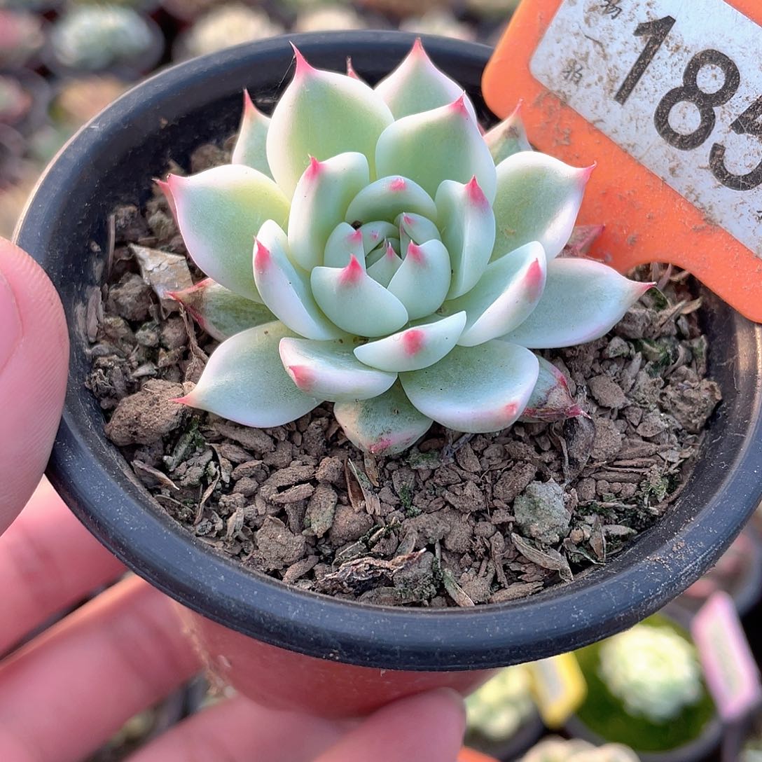 吉娃娃锦185号多肉