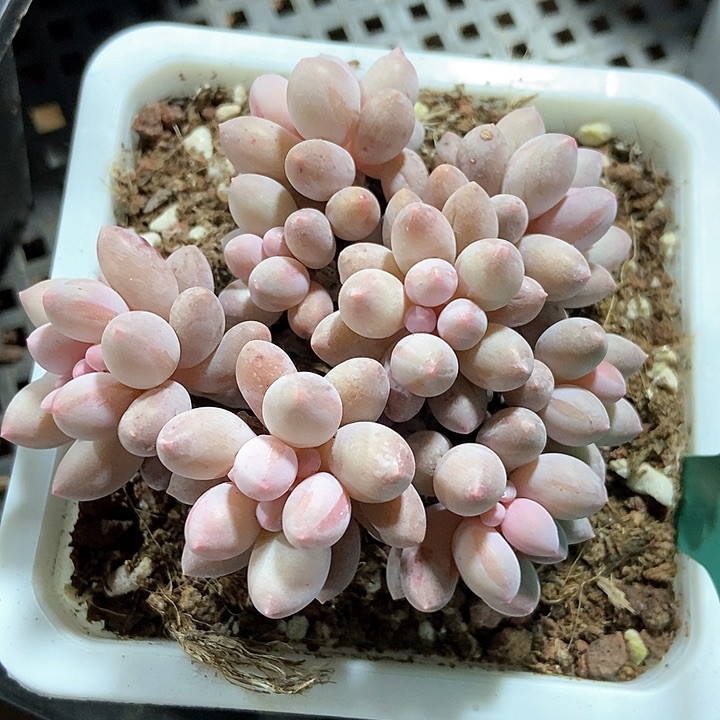 多肉植物手指518