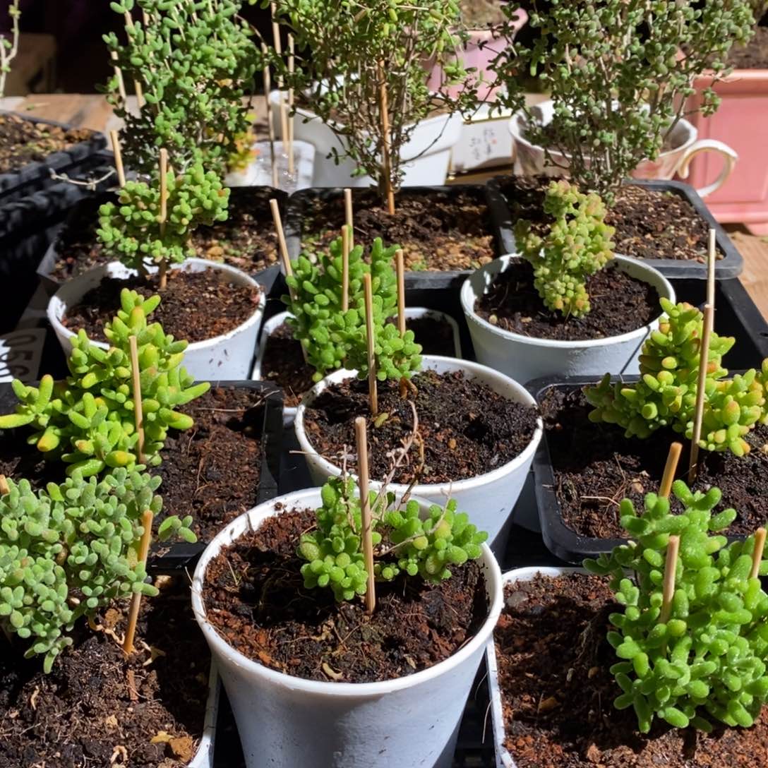 枝干番杏多肉植物056