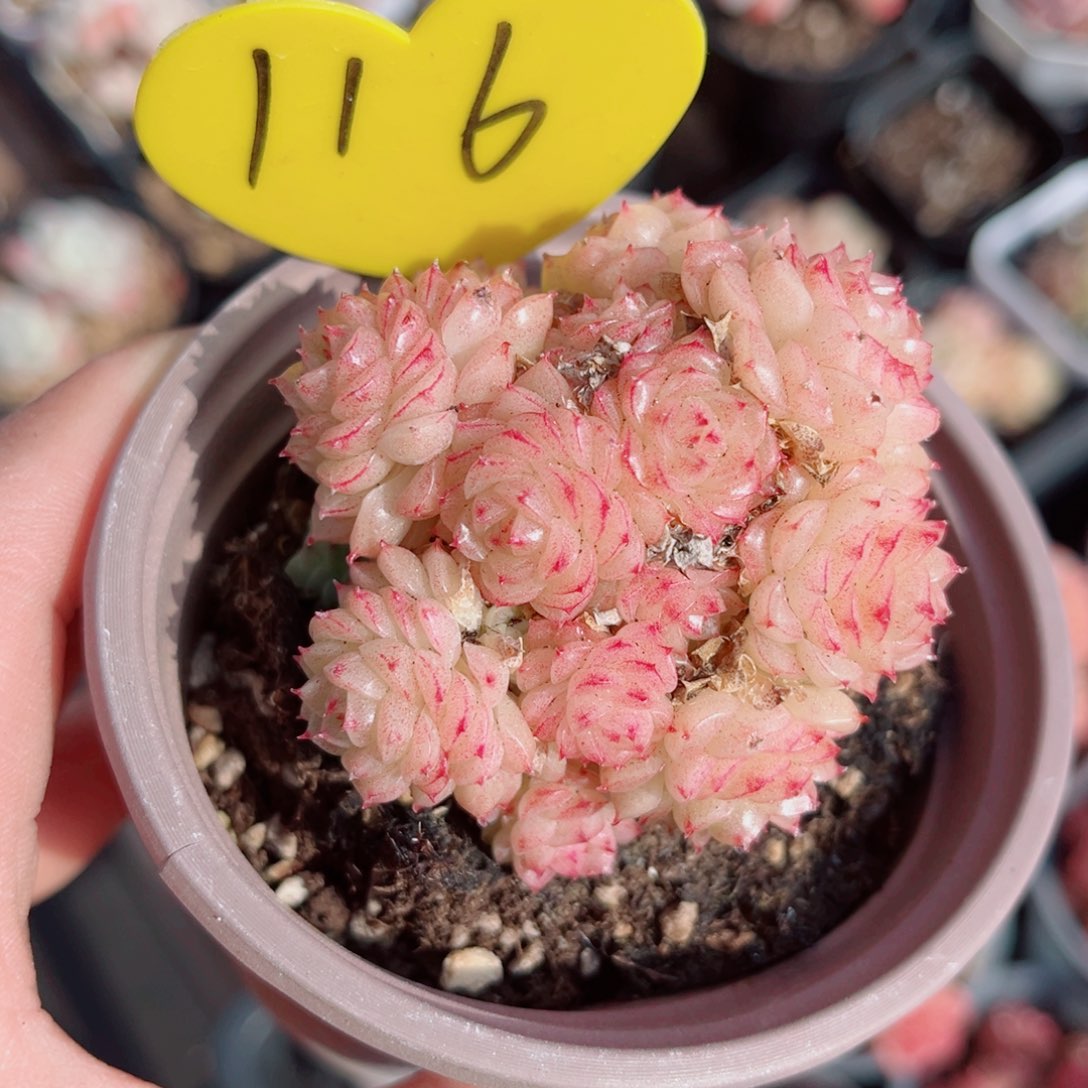 116号小老桩麦秆群不包整