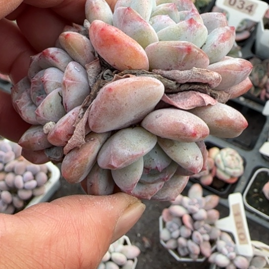 119星影多肉植物多