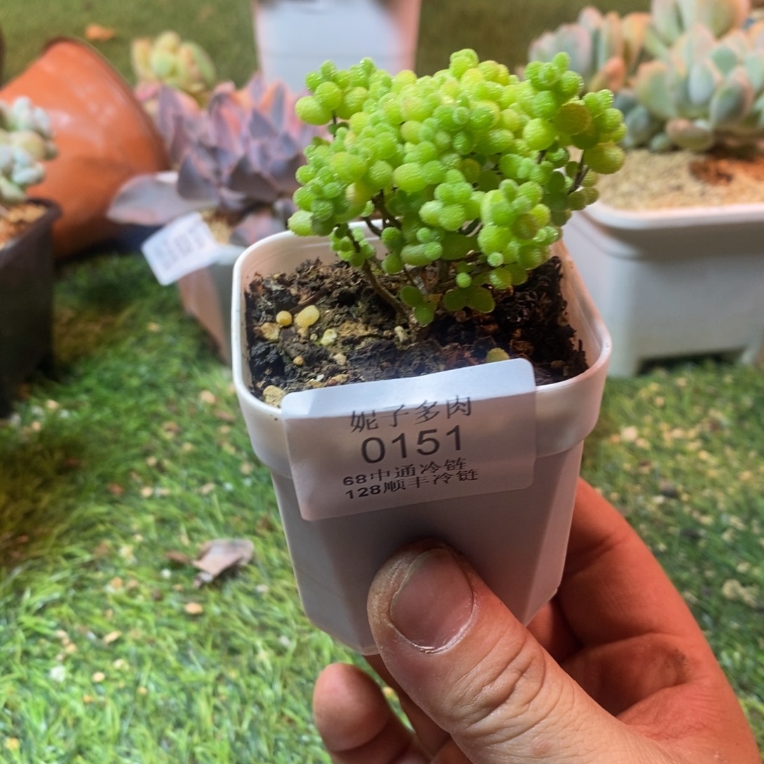 0151啊啊啊啊啊啊啊啊
