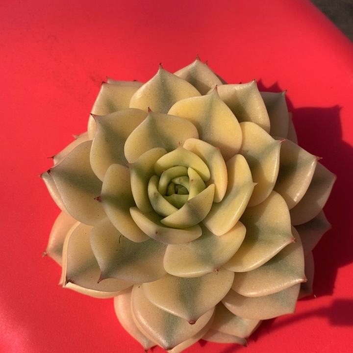 贝加尔湖锦锦上园艺一物一拍