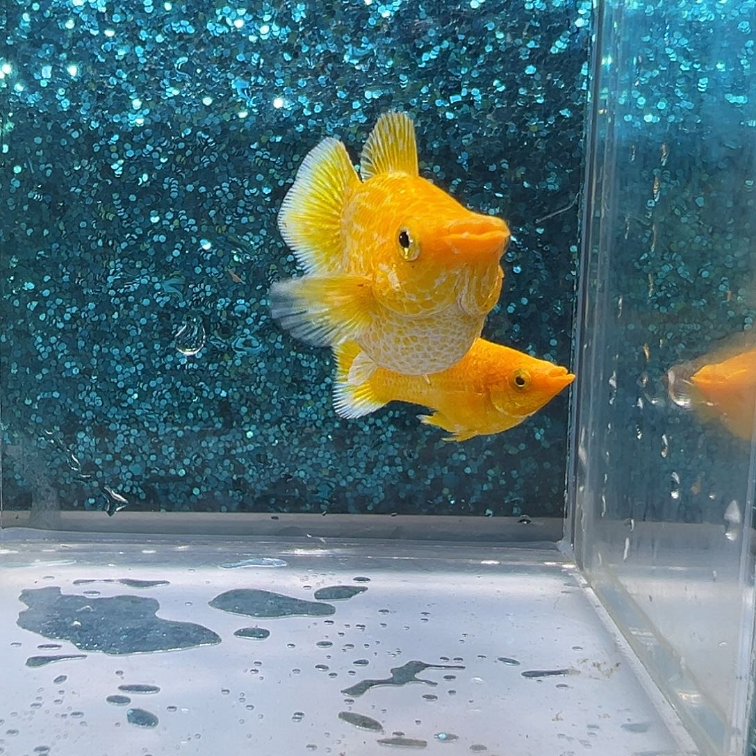 孔雀鱼黄金玛丽一对0026