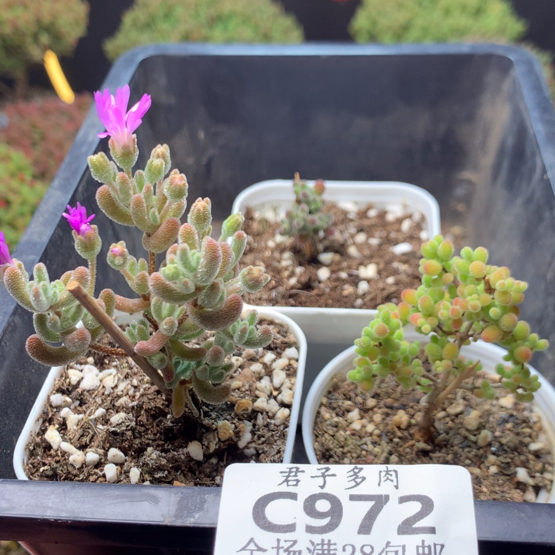 c972冰晶杂蜜叶蜜橘。   