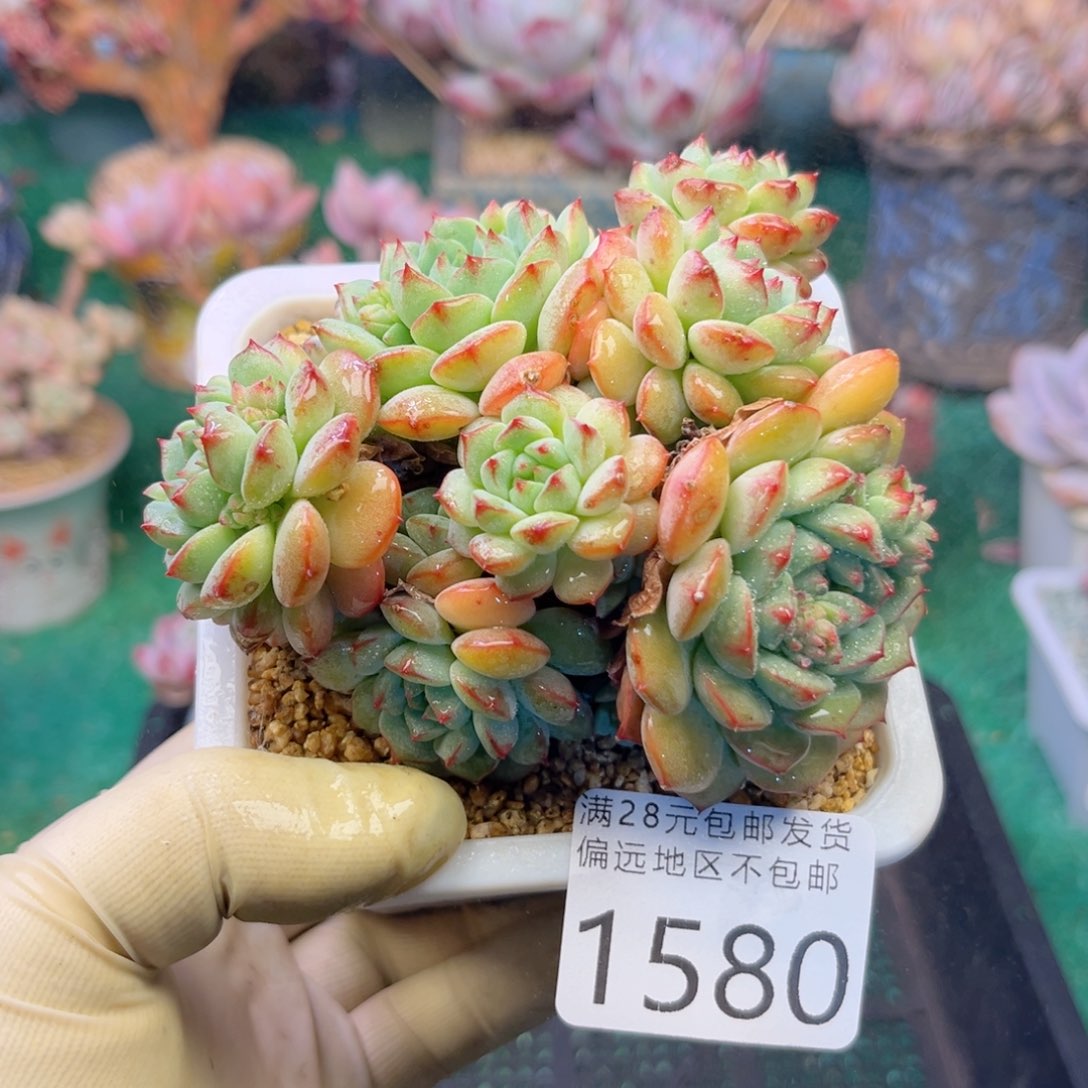 大1580，b z b x h vb n