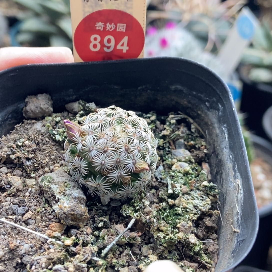 实生红花母本克氏丸2.3cm
