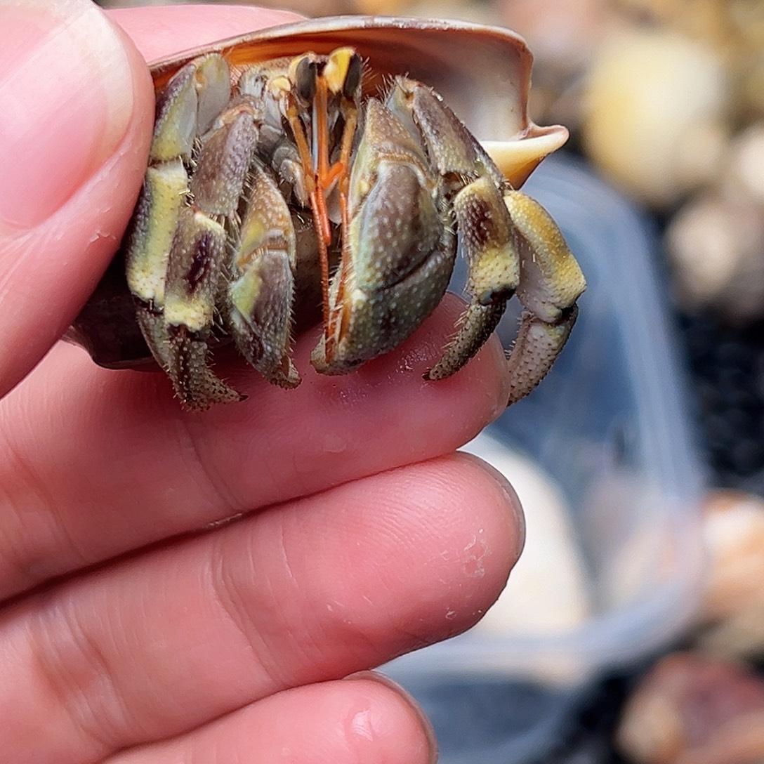 2.5口黑绿虎纹一只