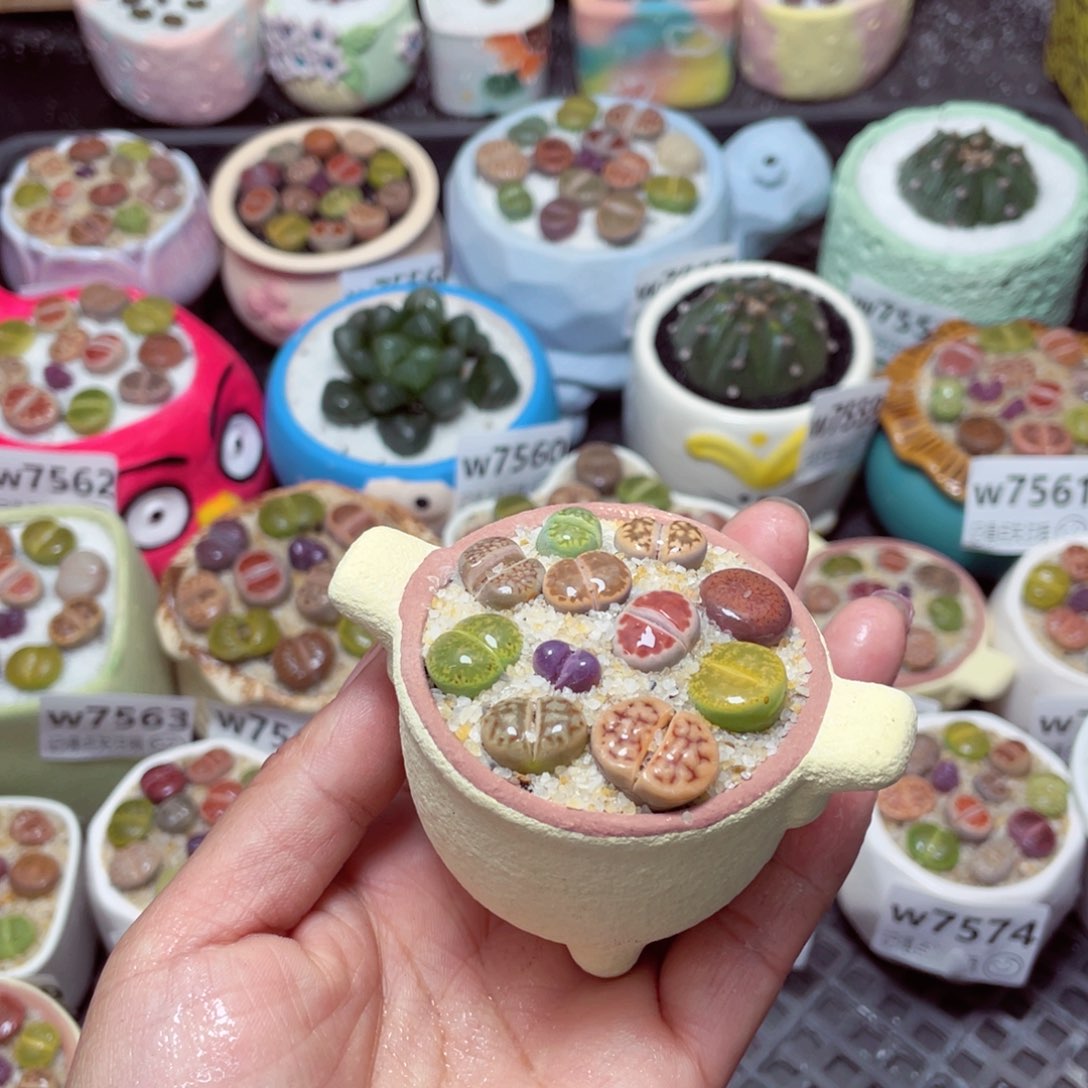 w7577 -零下地区拍保温箱-15支持寄养