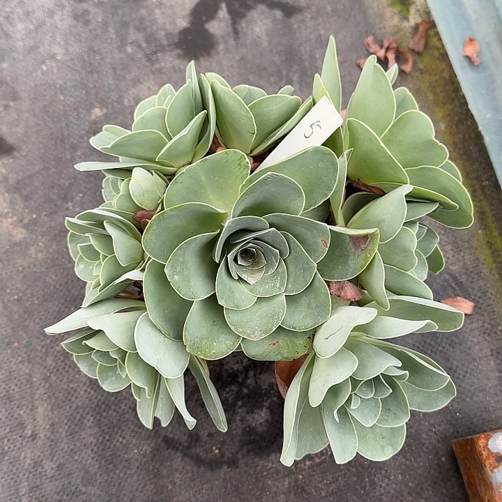 山地玫瑰一物一拍，脱土发，5号，不包断侧芽