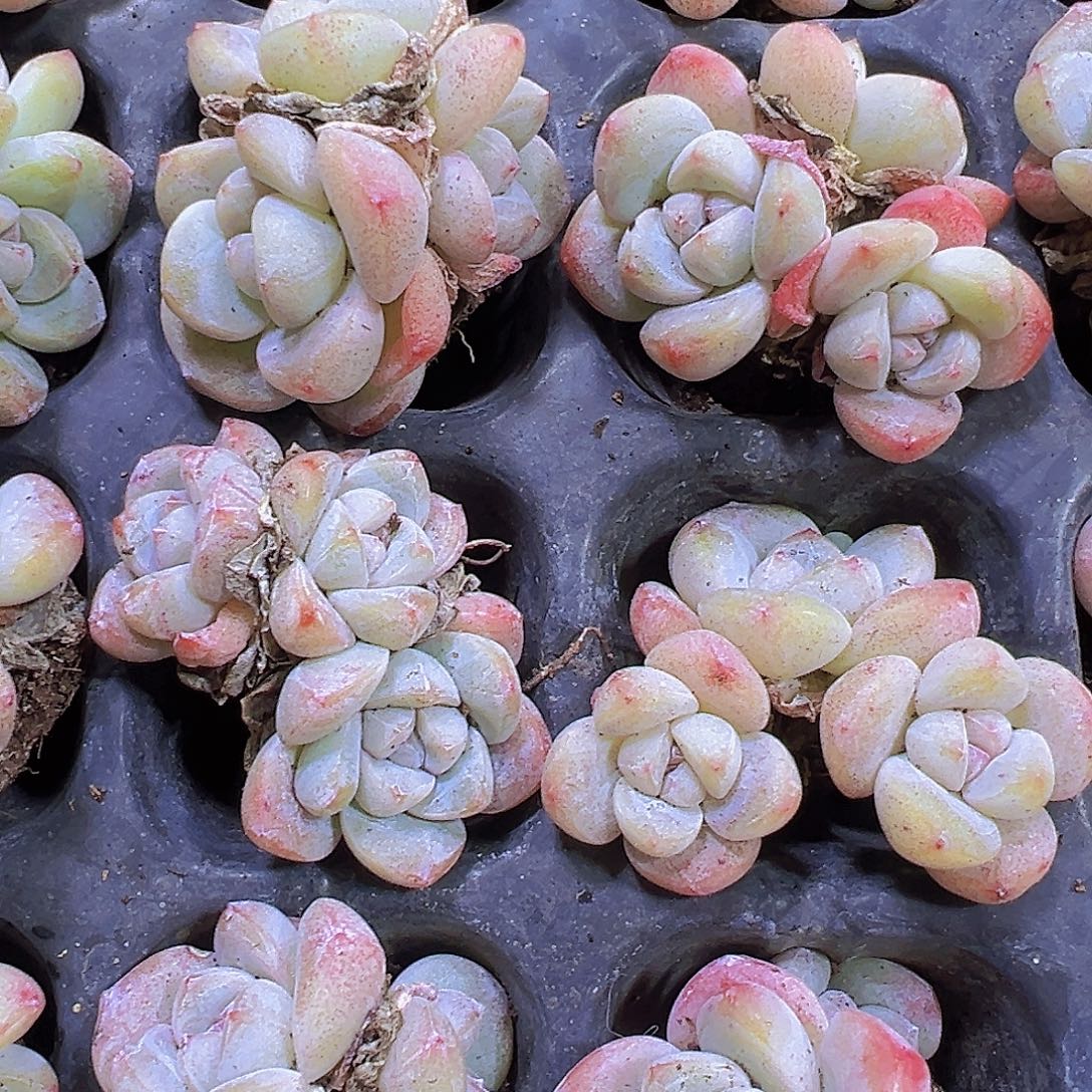 老货冰玉群5颗苗多肉