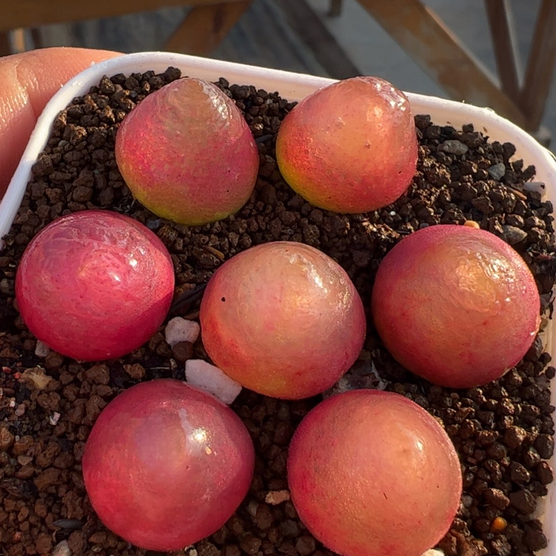 7棵母本灯泡多肉植物