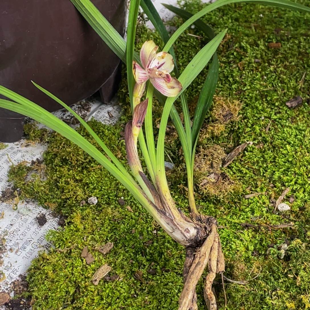 完全开放新品兰花兰花新品