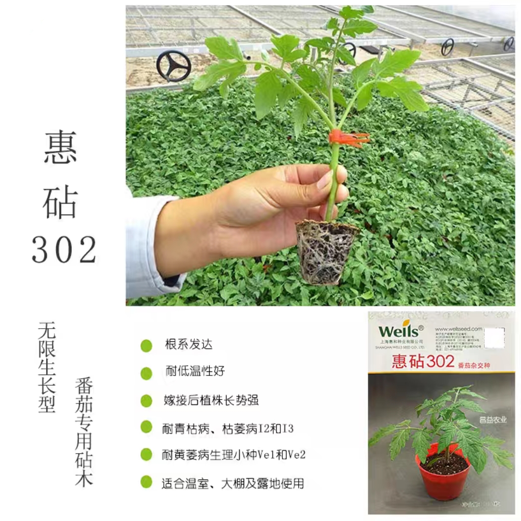 惠砧302番茄专业嫁接砧木 上海惠和番茄杂交种子嫁接西红柿番茄苗