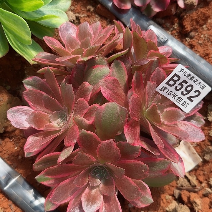 多肉法师谈吧努力