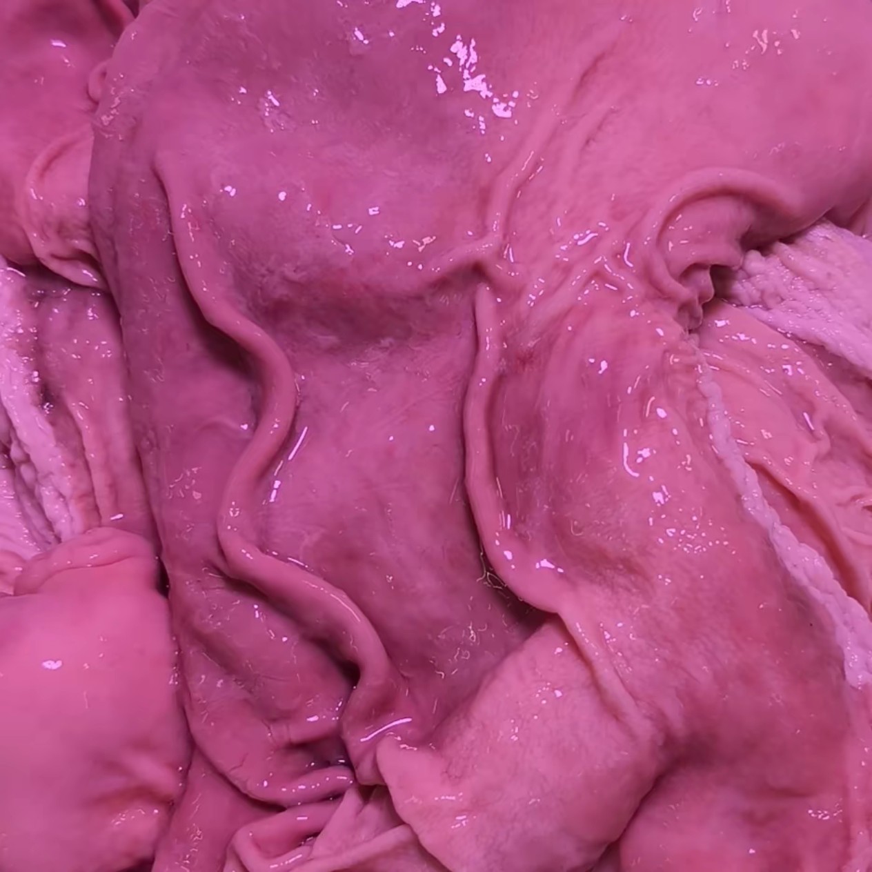 09林中放养跑山黑猪猪肚